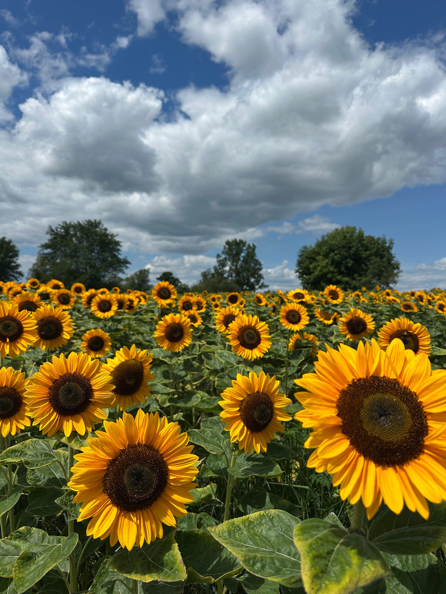 Visit the Fields (Late Season Lavender and Sunflowers)