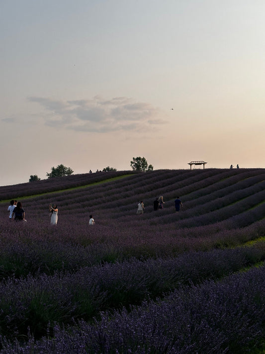 Caring for Lavender