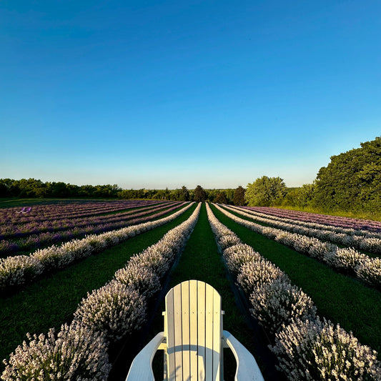 English or French Lavender?