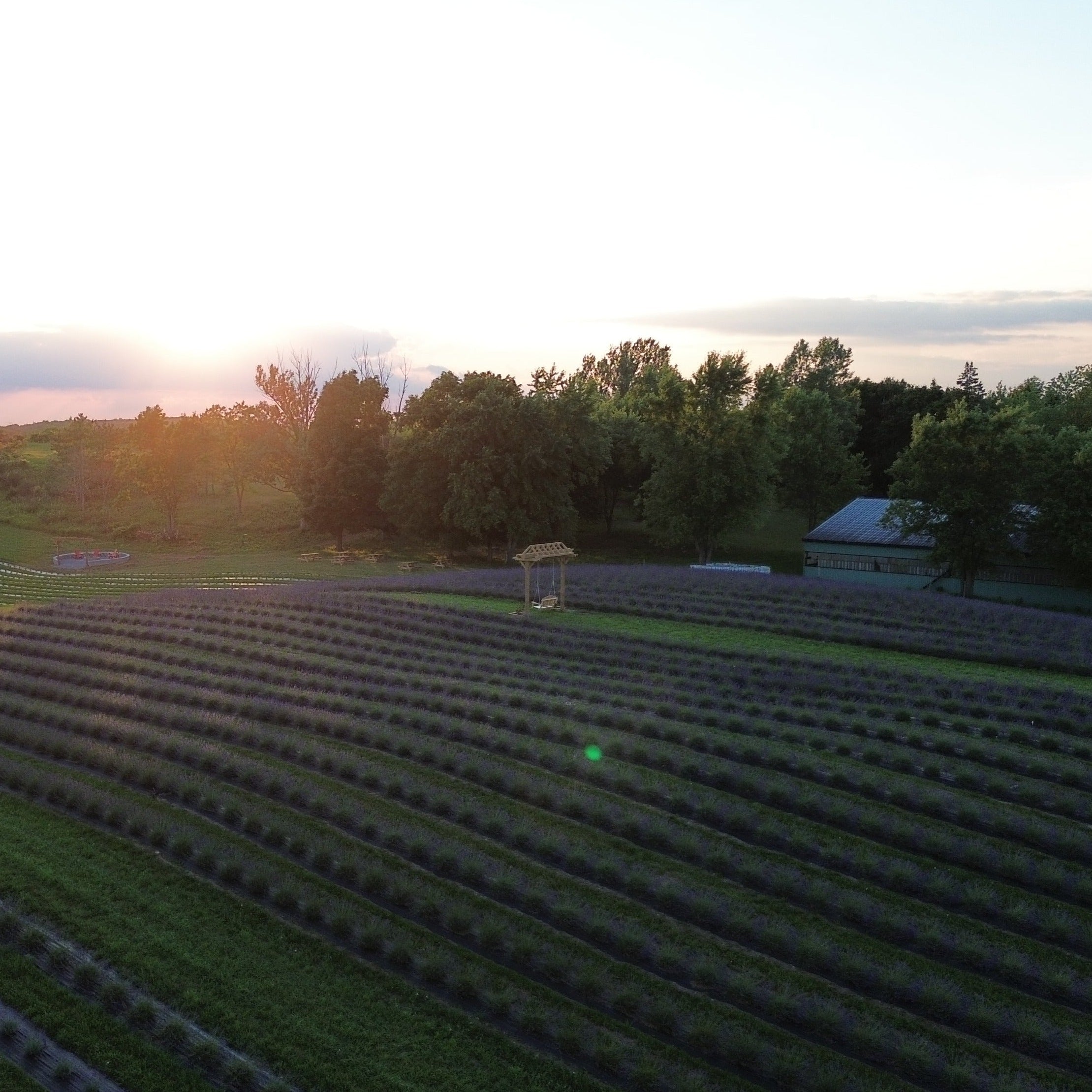 Purple Ranch Visit the Fields β Purple Blossom Lavender Farm