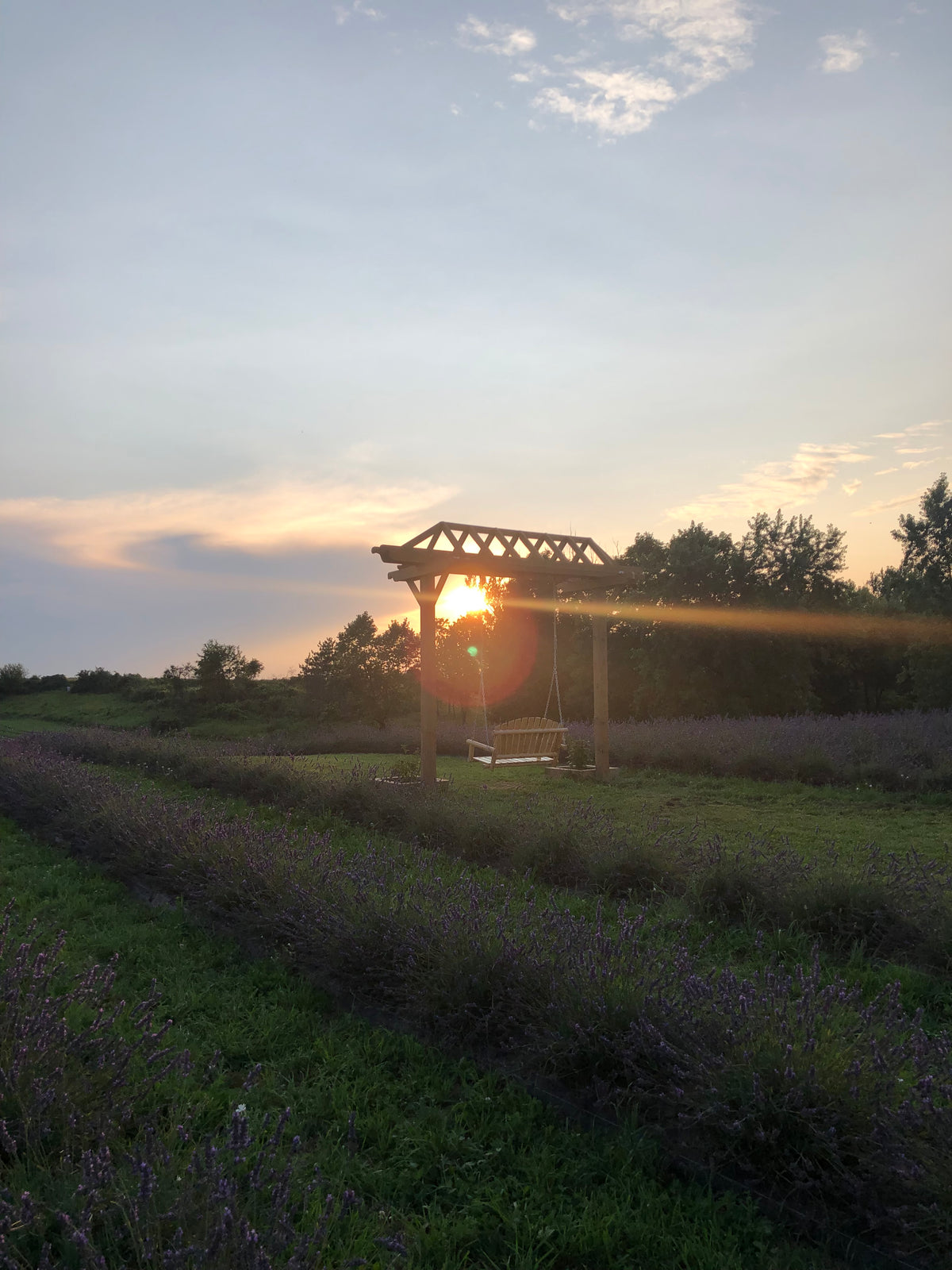Purple Blossom Lavender Farm