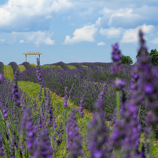 Visit the Fields (Late Season Lavender and Sunflowers)