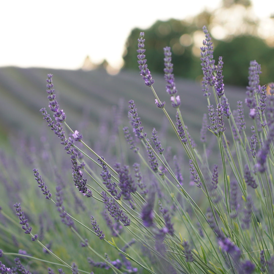 Purple Blossom Lavender Farm