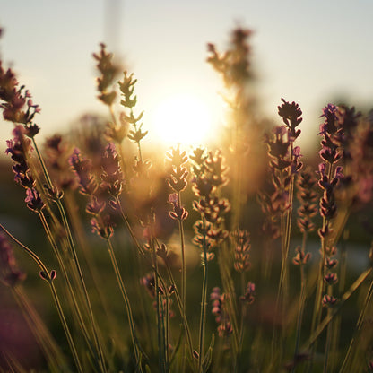 Visit the Fields